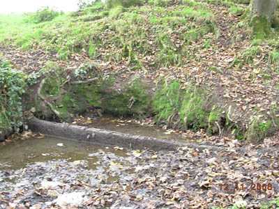 St Patrick's Well, now watering hole for cows