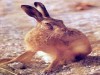 Gentle hares...netted, injected, ear tagged,terrorised, hurt and killed for fun.