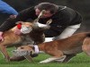 Live hare coursing, sponsored by Hotel Minella in Clonmel