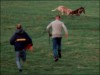 Hare coursing "sport"