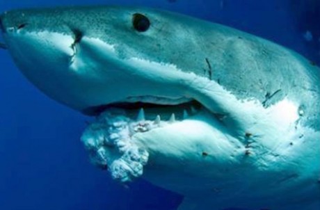 Great White shark with cancer tumor in it's mouth. Never seen before