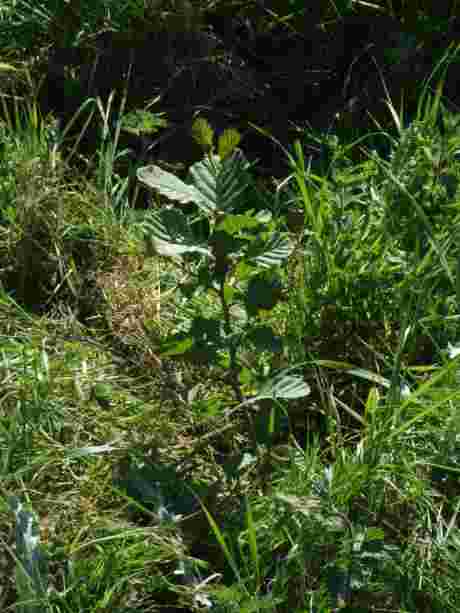 An alder sapling - now growing in the People's Forest!