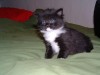 Small kitten