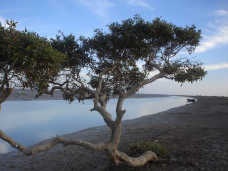 Mangroves in indus delta